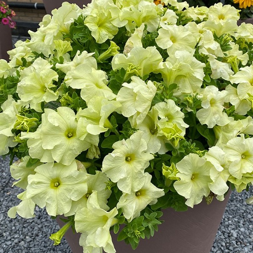 Limbo Yellow lime3